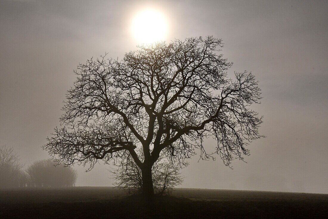 Frankreich, Doubs, Baum im Nebel