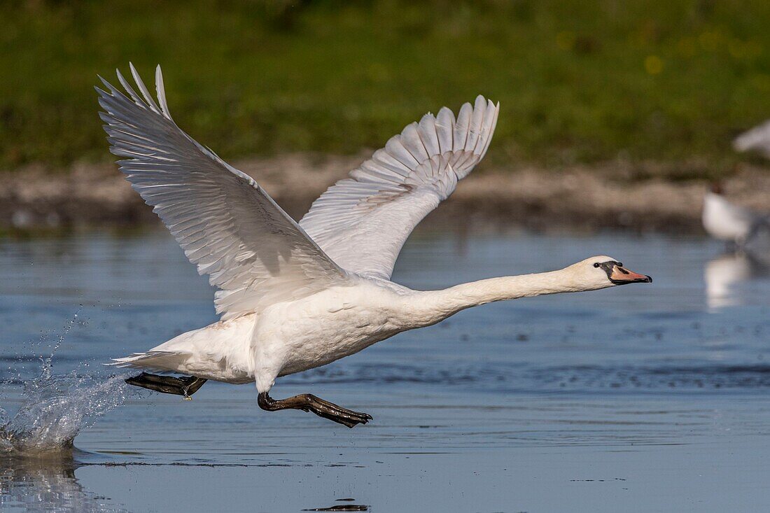 Frankreich, Somme, Somme Bay, Crotoy Marsh, Le Crotoy, Höckerschwan (Cygnus olor - Höckerschwan) flügge auf dem Teich