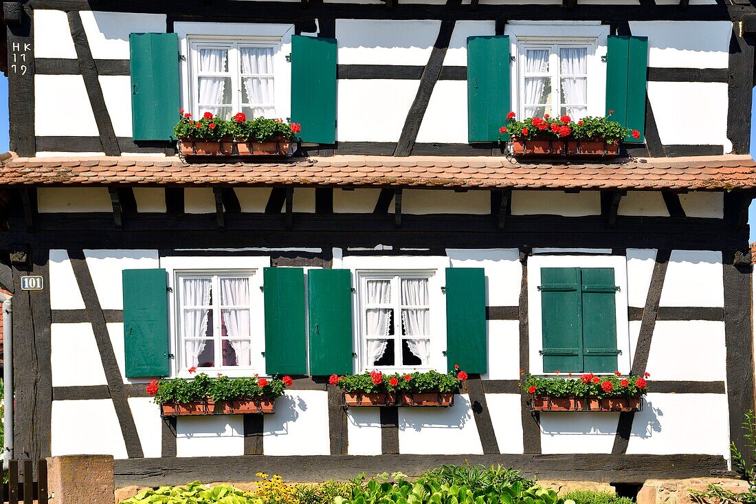 France, Bas Rhin, Seebach, traditional half-timbered houses of the Outre Foret (Northern Alsace)\n
