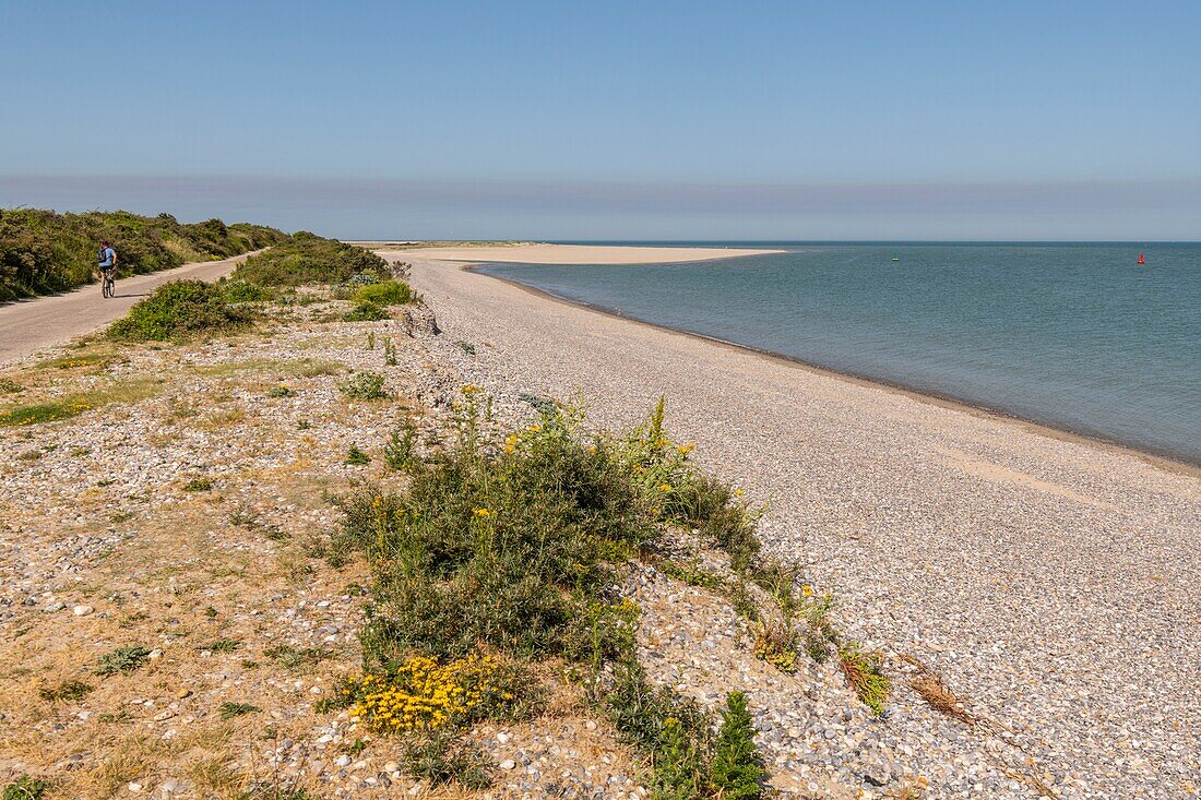 "Frankreich, Somme, Somme-Bucht, Le Hourdel, Die weiße Straße, die für den Verkehr gesperrt und regelmäßig verschlammt war, wurde zu einem Fahrradweg umgestaltet; zu Beginn des Sommers säumen viele Wildblumen den Weg"