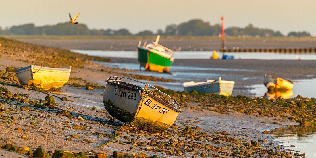 France, Somme, Somme Bay, Saint Valery sur Somme, The boats along the channel of the Somme, used by fishermen and hunters to cross the channel\n