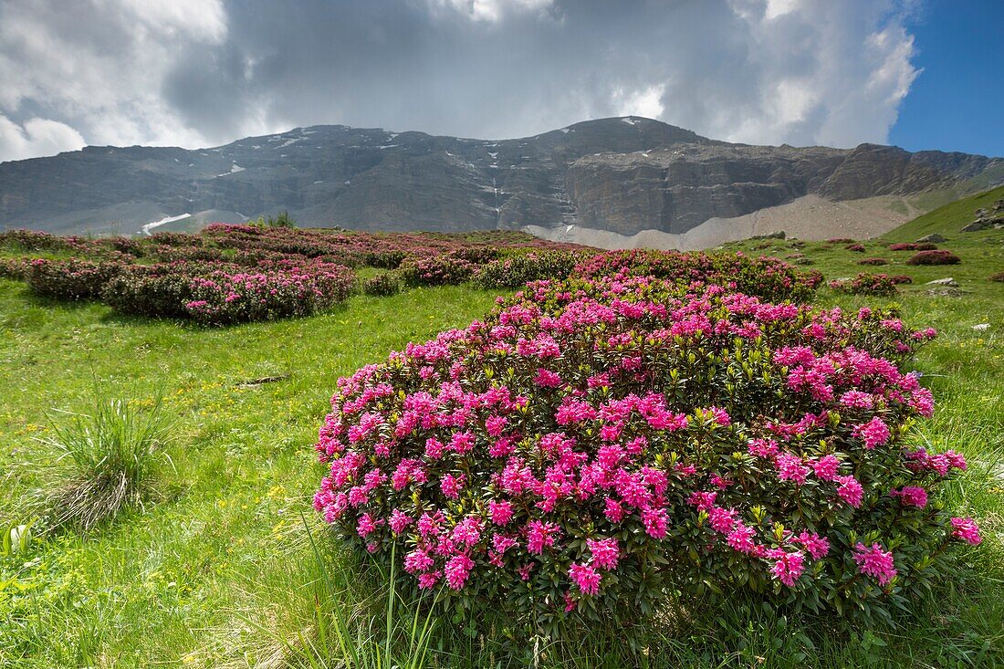 France, Hautes Alpes, Ecrins National Park, Champsaur, Drac Noir valley, Prapic, flowering Alpen Rose (Rhododendron ferrugineum)\n