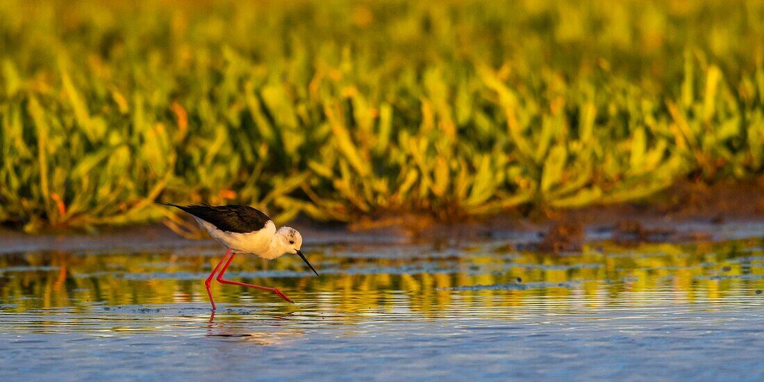 Frankreich, Somme, Baie de Somme, Le Crotoy, Weißer Stelzenläufer (Himantopus himantopus - Schwarzflügelstelze) im frühen Morgenlicht