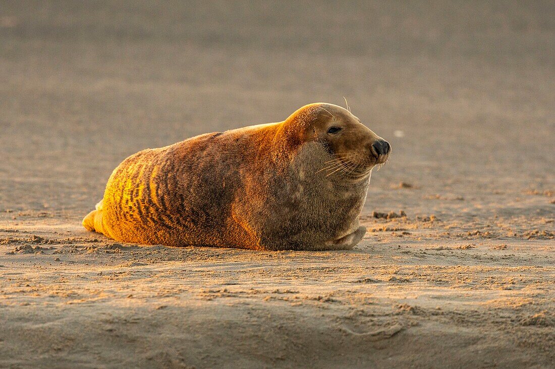 France, Pas de Calais, Authie Bay, Berck sur Mer, Grey seals (Halichoerus grypus), at low tide the seals rest on the sandbanks from where they are chased by the rising tide\n