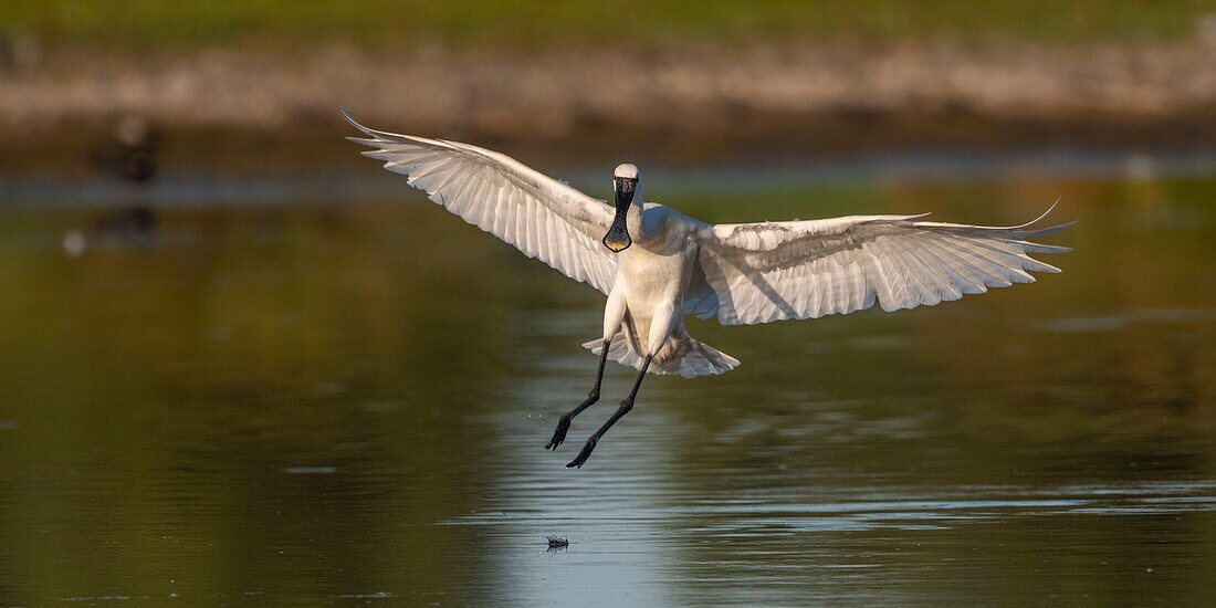 Frankreich, Somme, Somme-Bucht, Le Crotoy, Crotoy-Sumpf, Löffler (Platalea leucorodia Eurasischer Löffler) im Flug