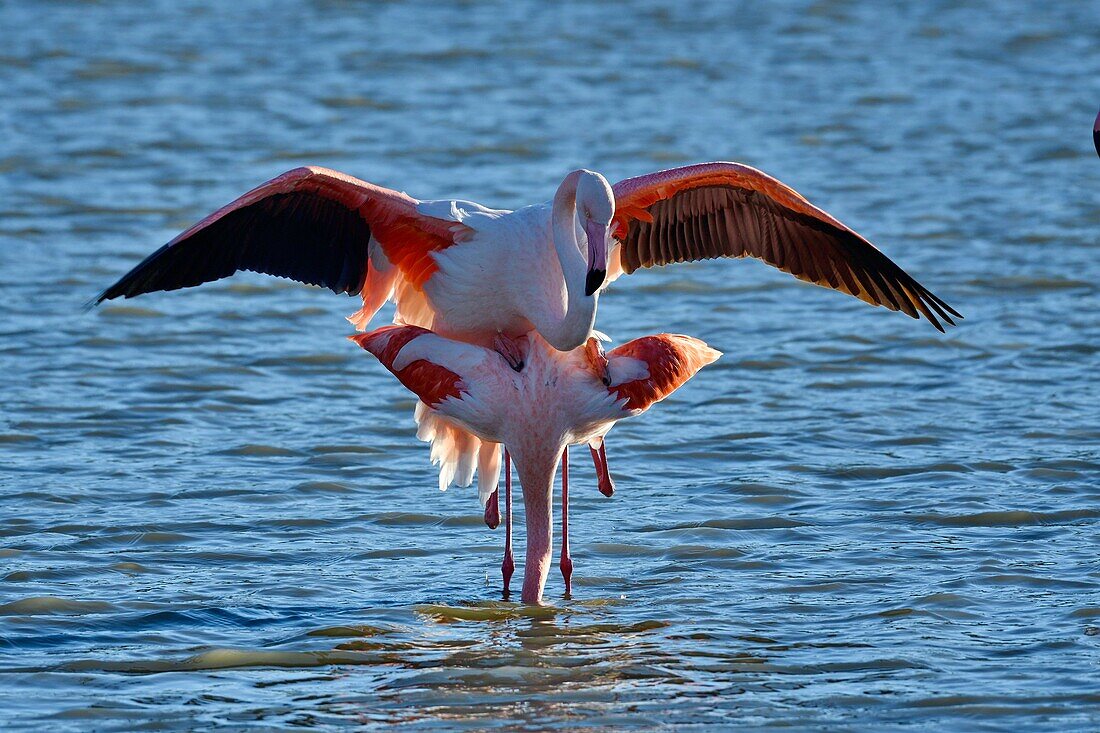 France, Bouches du Rhone, Camargue, Pont de Gau reserve, Pink flamingos (Phoenicopterus roseeus), mating\n