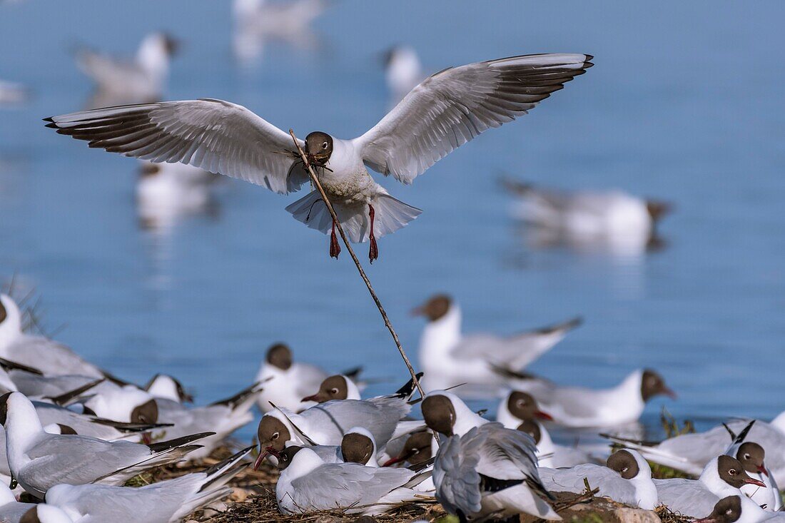 France, Somme, Baie de Somme, Le Crotoy, March of Le Crotoy, at spring the colony of black-headed gulls (Chroicocephalus ridibundusl) settles on the islets of the marsh ponds, gulls bring materials to build a rough nest and landings are the occasion for many battles and spats\n