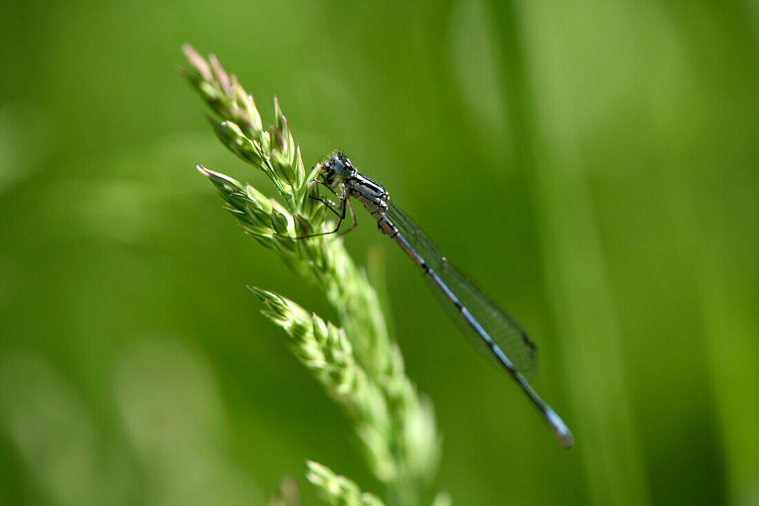 Frankreich, Territoire de Belfort, Foussemagne, Teich der Marniere, Libelle (Coenagrion puella), Männchen beim Fressen einer Beute