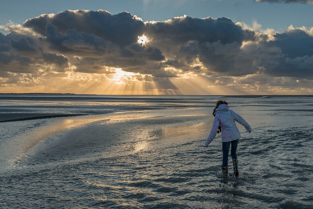 France, Somme, Somme Bay, Nature Reserve of the Somme Bay, Landscapes of the Somme Bay at low tide, a child crosses streams in the sunset\n