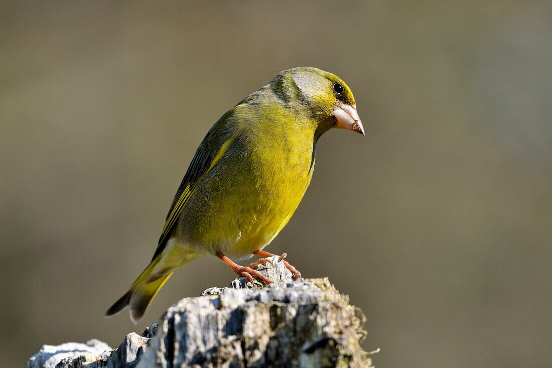 France, Doubs, bird, Greenfinch (Carduelis chloris)\n