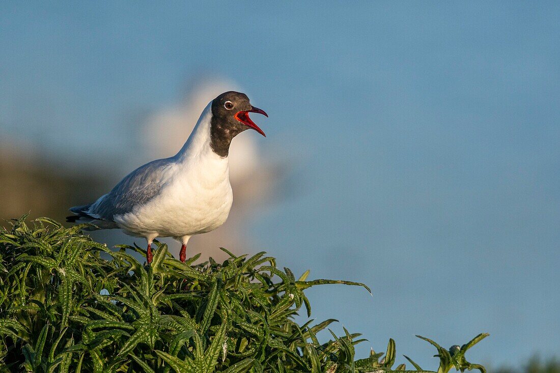France, Somme, Bay of the Somme, Crotoy Marsh, Le Crotoy, every year a colony of black-headed gulls (Chroicocephalus ridibundus - Black-headed Gull) settles on the islets of the Crotoy marsh to nest and reproduce\n