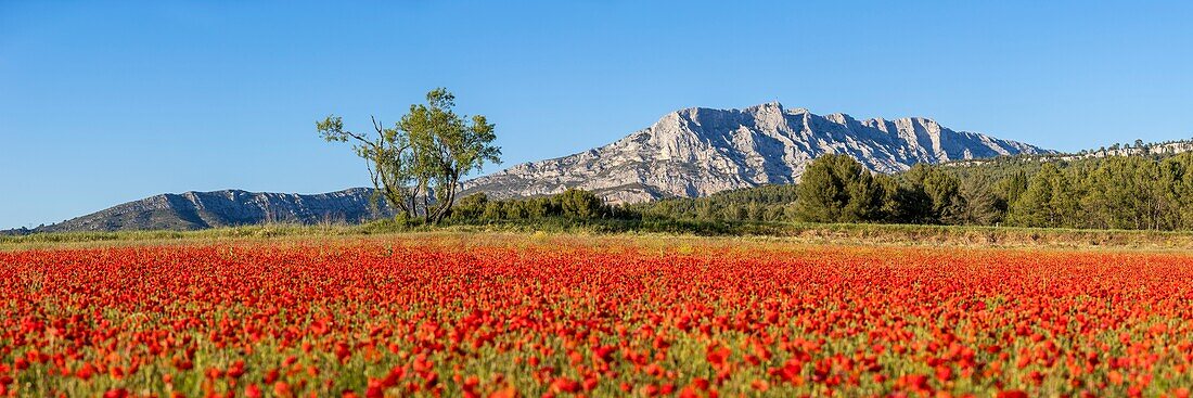 France, Bouches du Rhône, Pays d'Aix, Grand Site Sainte-Victoire, Beaurecueil, poppy field (Papaver rhoeas) facing Sainte-Victoire mountain\n