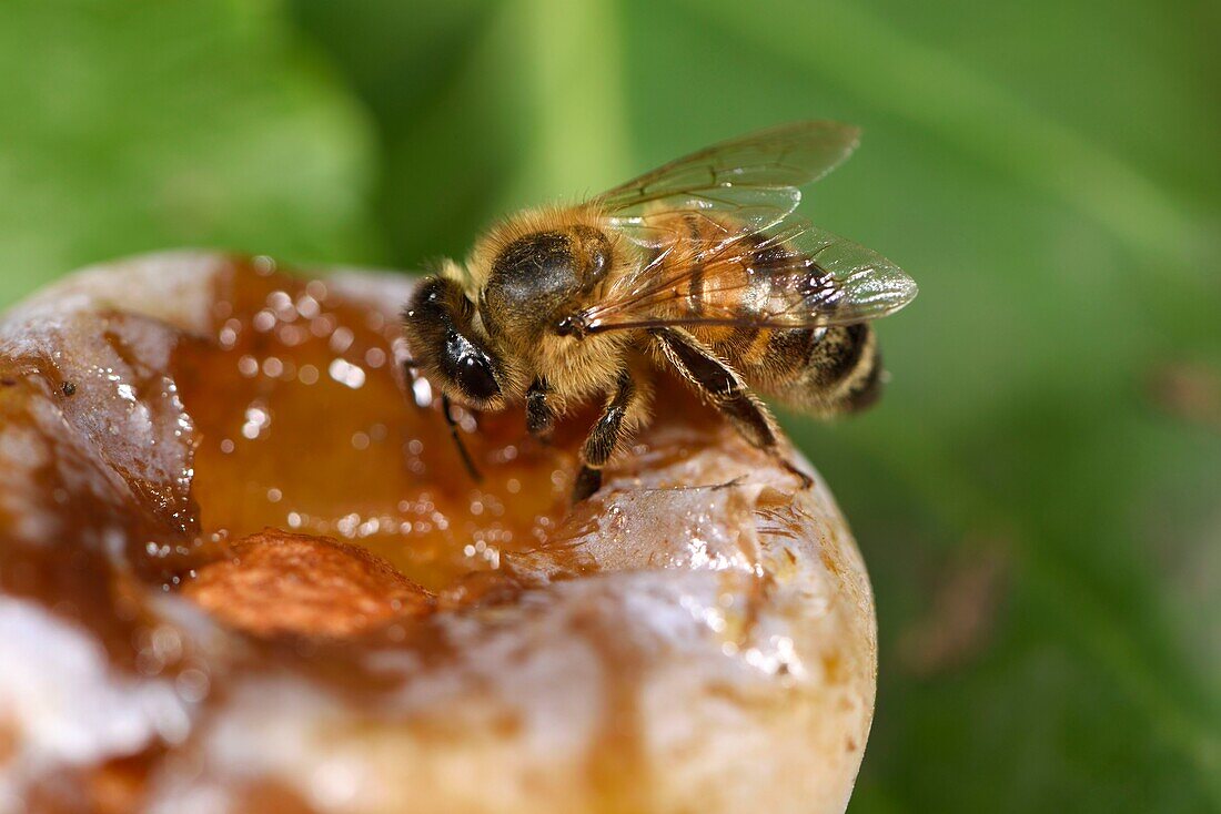 Frankreich, Territoire de Belfort, Belfort, Obstgarten, Europäische Biene (Apis mellifera) auf einer umgefallenen Mirabelle