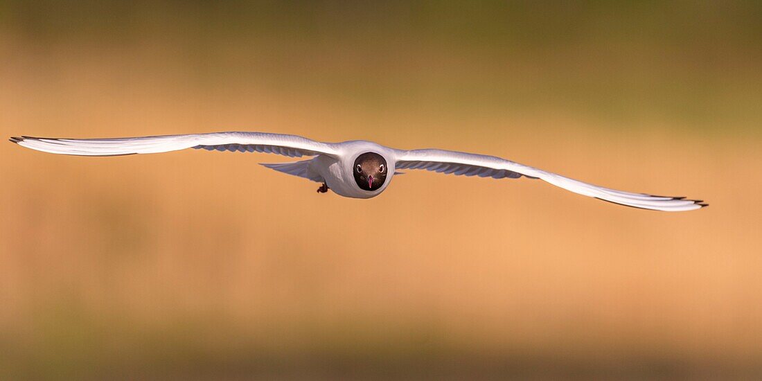 France, Somme, Baie de Somme, Le Crotoy, The Marsh du Crotoy welcomes each year a colony of Black-headed Gull (Chroicocephalus ridibundus), which come to nest and reproduce on islands in the middle of the ponds\n