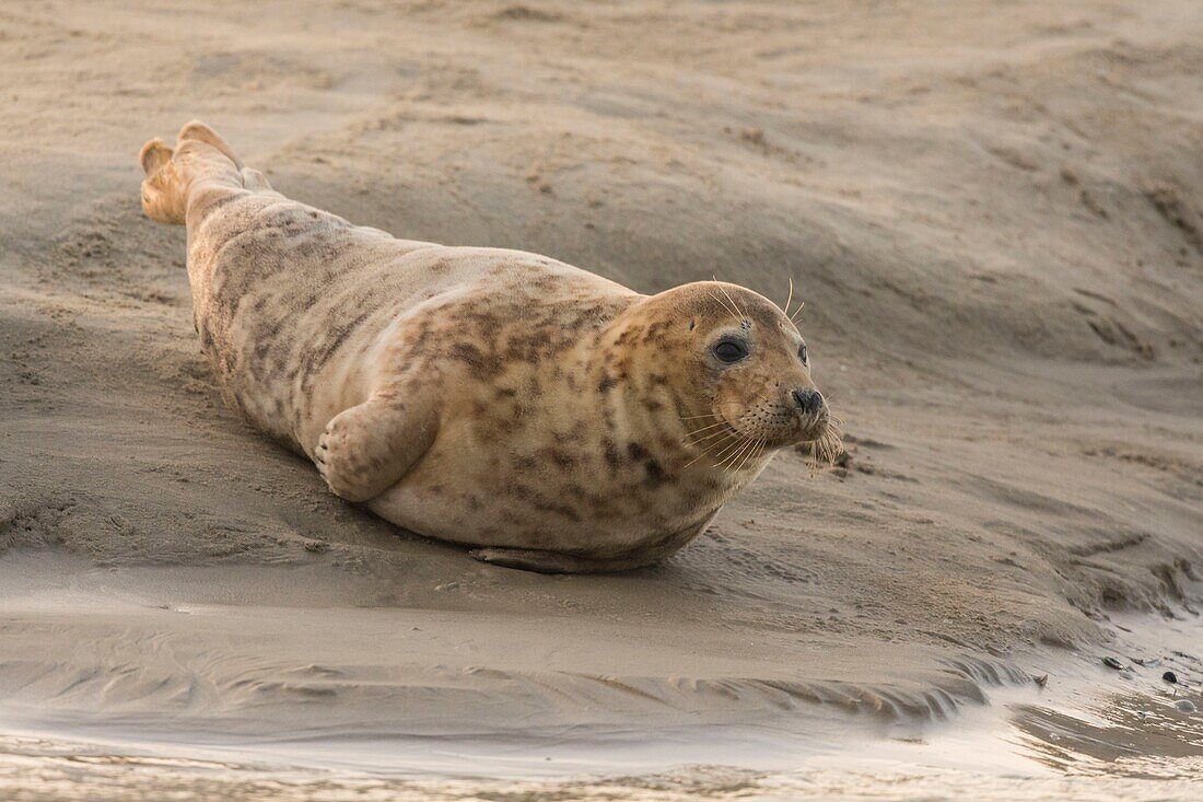 Frankreich, Pas de Calais, Authie Bay, Berck sur Mer, Kegelrobben (Halichoerus grypus), bei Ebbe ruhen die Robben auf den Sandbänken, von wo aus sie von der steigenden Flut gejagt werden