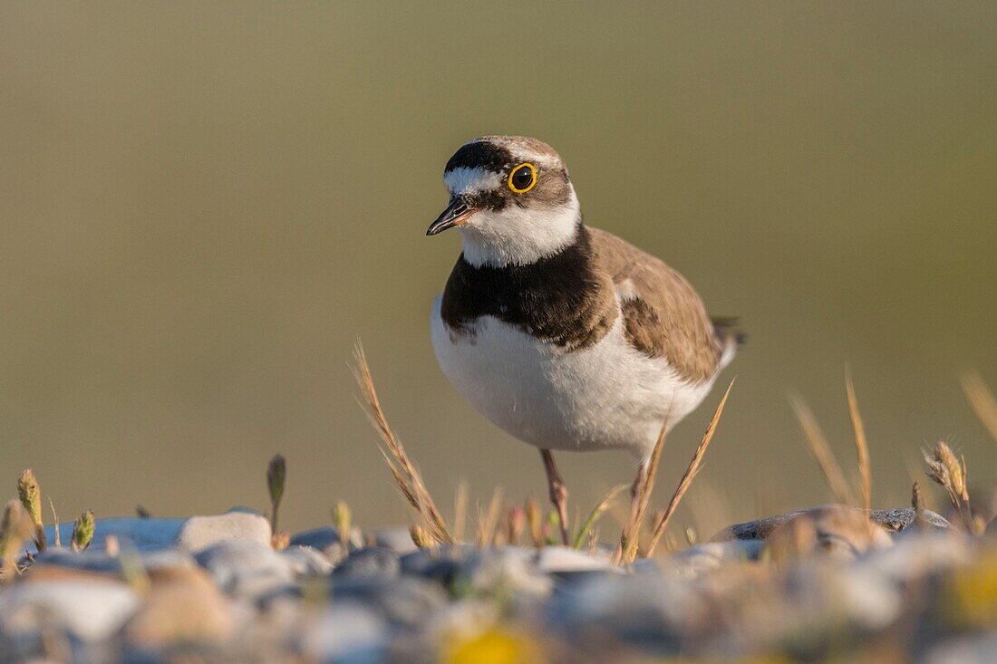 Frankreich, Somme, Baie de Somme, Cayeux sur Mer, Hable d'Ault, Flussregenpfeifer (Charadrius dubius) in kiesigen Wiesen und auf Kieselsteinen