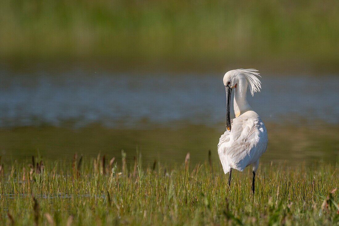 France, Somme, Somme Bay, Natural Reserve of the Somme Bay, Marquenterre Ornithological Park, Saint Quentin en Tourmont, White Spoonbill (Platalea leucorodia Eurasian Spoonbill) bath and toilet\n