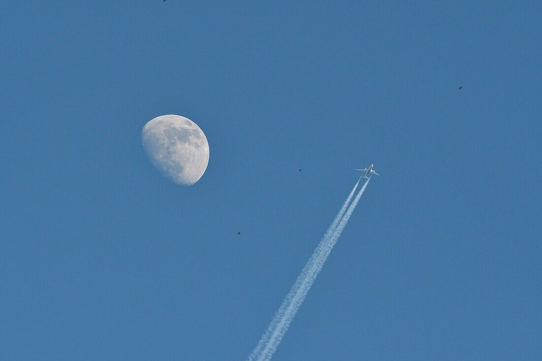 Frankreich, Doubs, Schweizer Grenze, Vogel, Buchfink (Fringilla montifringilla), der sich im Schlafsaal für die Nacht sammelt, Mond und Langstreckenflugzeug im Hintergrund, Flugkonzentration