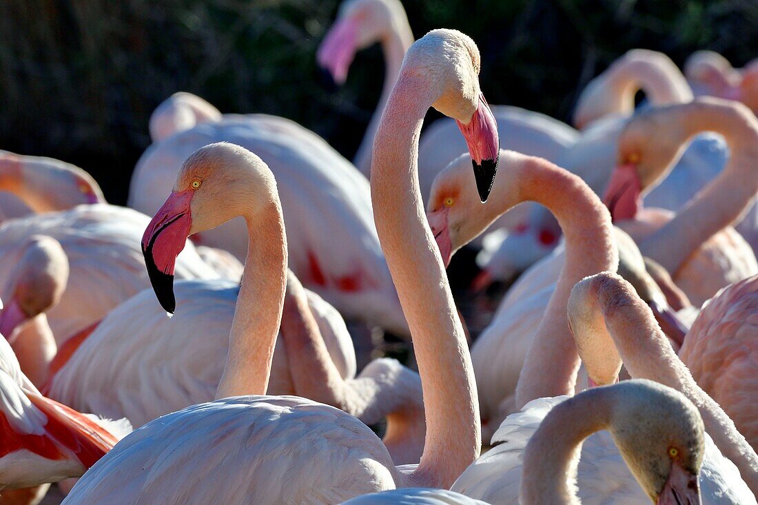 France, Bouches du Rhone, Camargue, Pont de Gau reserve, Flamingos (Phoenicopterus roseeus)\n