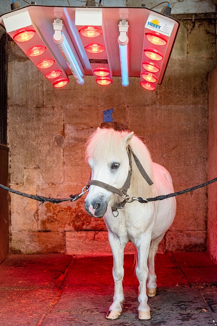 France, Oise, Chantilly, Chantilly Castle, the Great Stables, drying ponies infra-red after the toilet\n