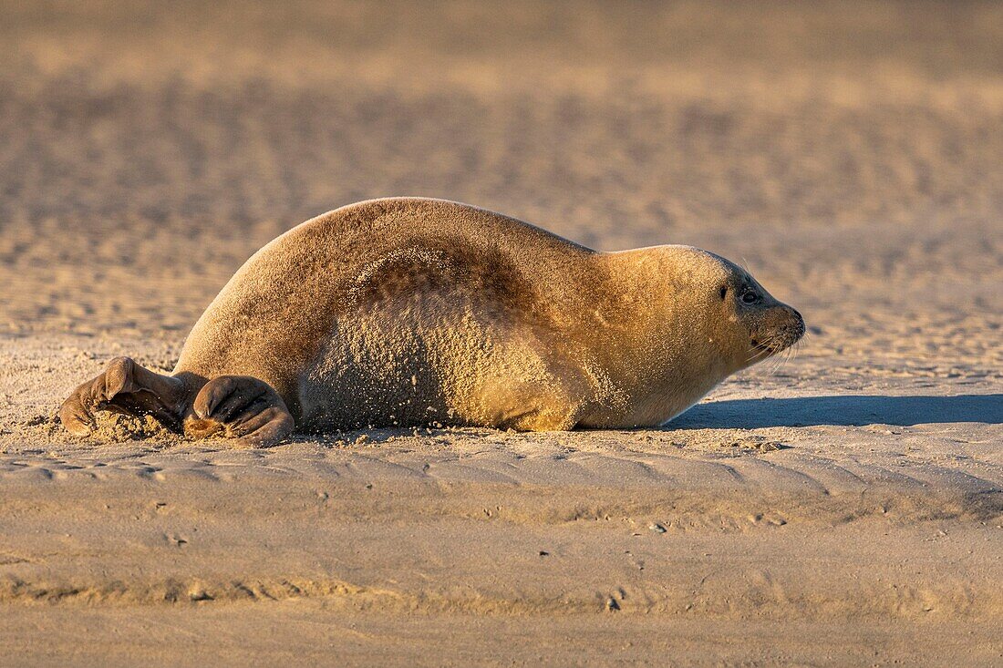 Frankreich, Pas de Calais, Opalküste, Berck sur Mer, Seehund (Phoca vitulina), Seehunde sind heute eine der wichtigsten touristischen Attraktionen der Somme-Bucht und der Opalküste