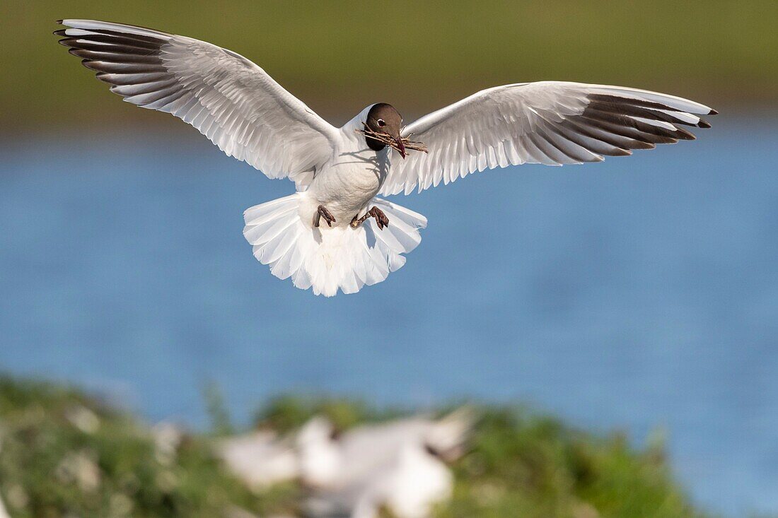 France, Somme, Bay of the Somme, Crotoy Marsh, Le Crotoy, every year a colony of black-headed gulls (Chroicocephalus ridibundus - Black-headed Gull) settles on the islets of the Crotoy marsh to nest and reproduce , the birds carry the branches for the construction of the nest\n