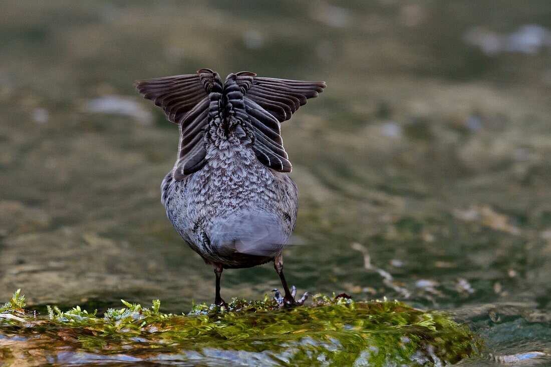 France, Doubs, Creuse Valley, bird, Cincle diver (Cinclus cinclus)\n