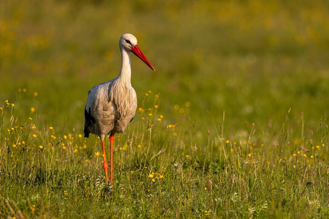 Frankreich, Somme, Somme-Bucht, Le Crotoy, Crotoy-Sumpf, Weißstorch (Ciconia ciconia)