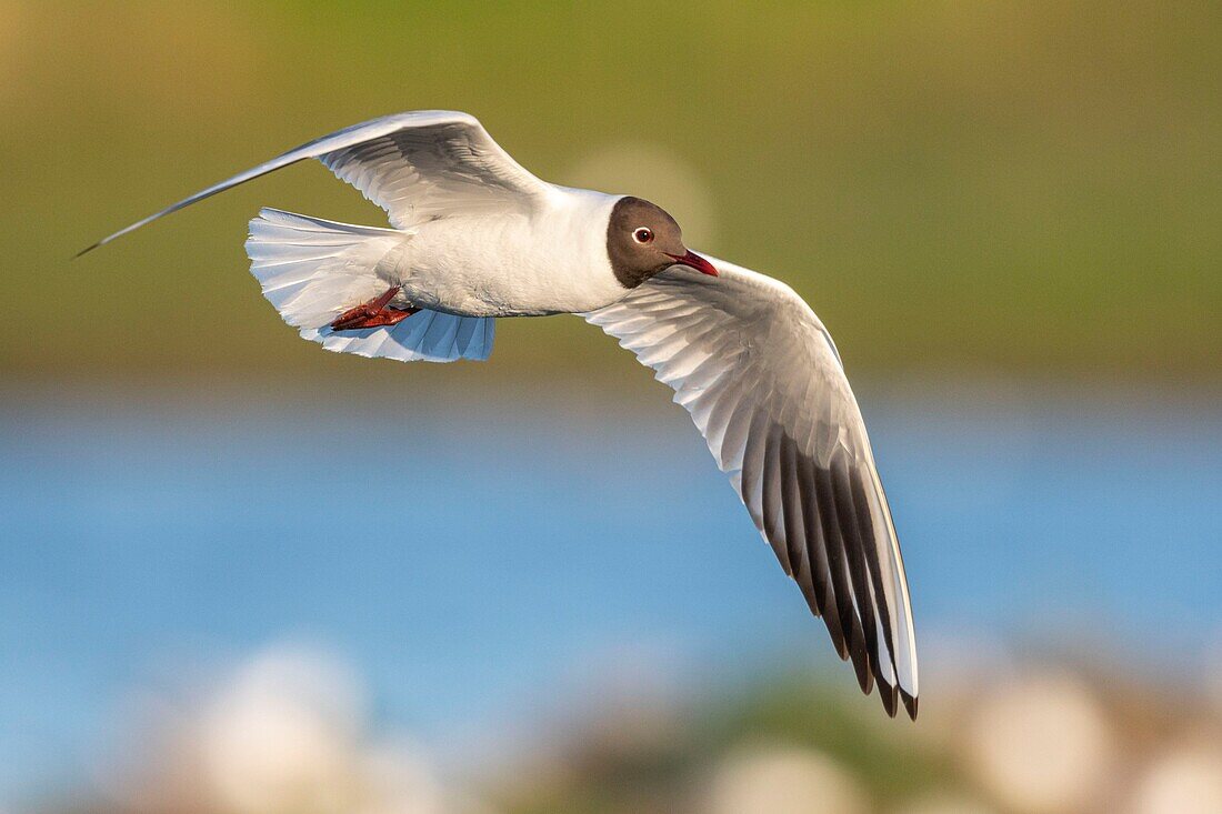 France, Somme, Baie de Somme, Le Crotoy, The Marsh du Crotoy welcomes each year a colony of Black-headed Gull (Chroicocephalus ridibundus), which come to nest and reproduce on islands in the middle of the ponds\n