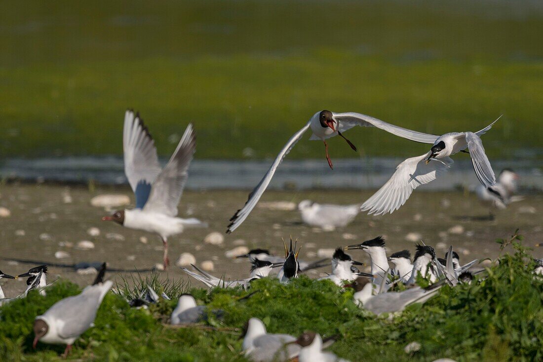 Frankreich, Somme, Somme-Bucht, Ault, Cayeux sur mer, Ault Hâble, Caugek Seeschwalbenkolonie (Thalasseus sandvicensis Sandwich Seeschwalbe), die zur Aufzucht eingerichtet wurde, einer der Partner bringt Fische als Opfergabe oder um denjenigen zu füttern, der schwelgt, aber die Seeschwalben werden von den Möwen belästigt, die ihnen einen beträchtlichen Teil ihres Fangs stehlen