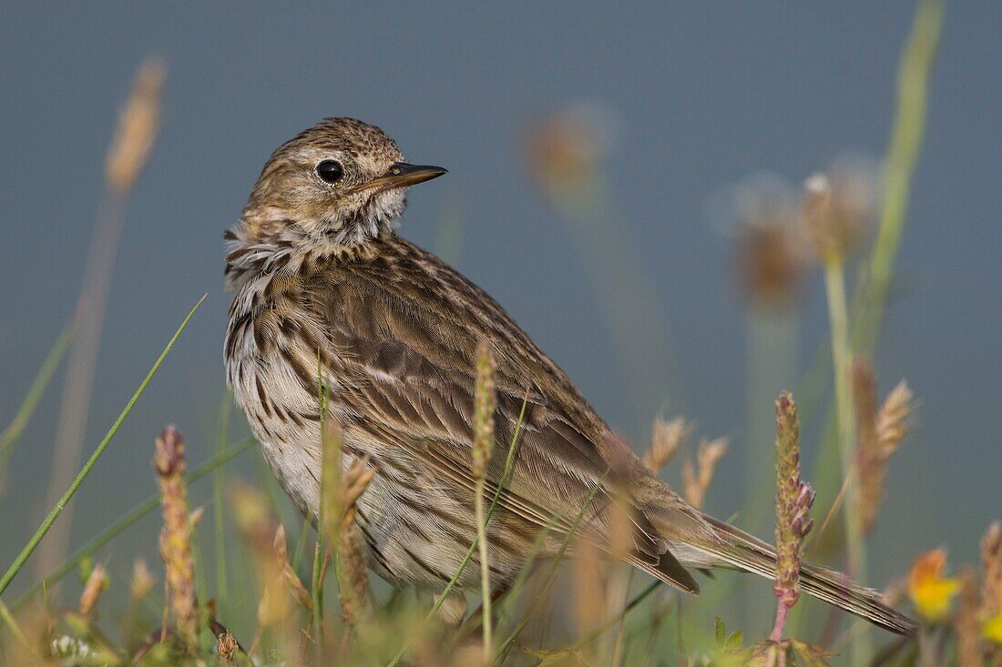 Frankreich, Somme, Baie de Somme, Cayeux sur Mer, Der Hable d'Ault, Wiesenpieper (Anthus pratensis)