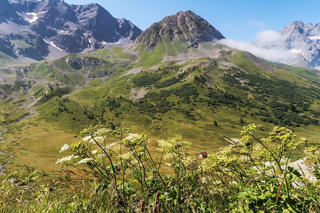France, Hautes Alpes, view on Ecrin National Prak from Alpin Garden of Lautaret pass\n