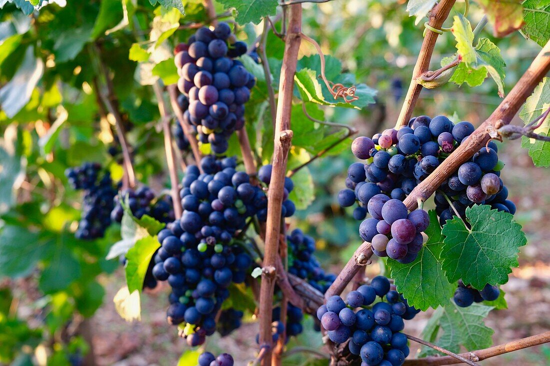 France, Cote d'Or, Vougeot, Burgundy climates listed as World Heritage by UNESCO, Cote de Nuits, bunch of grapes\n