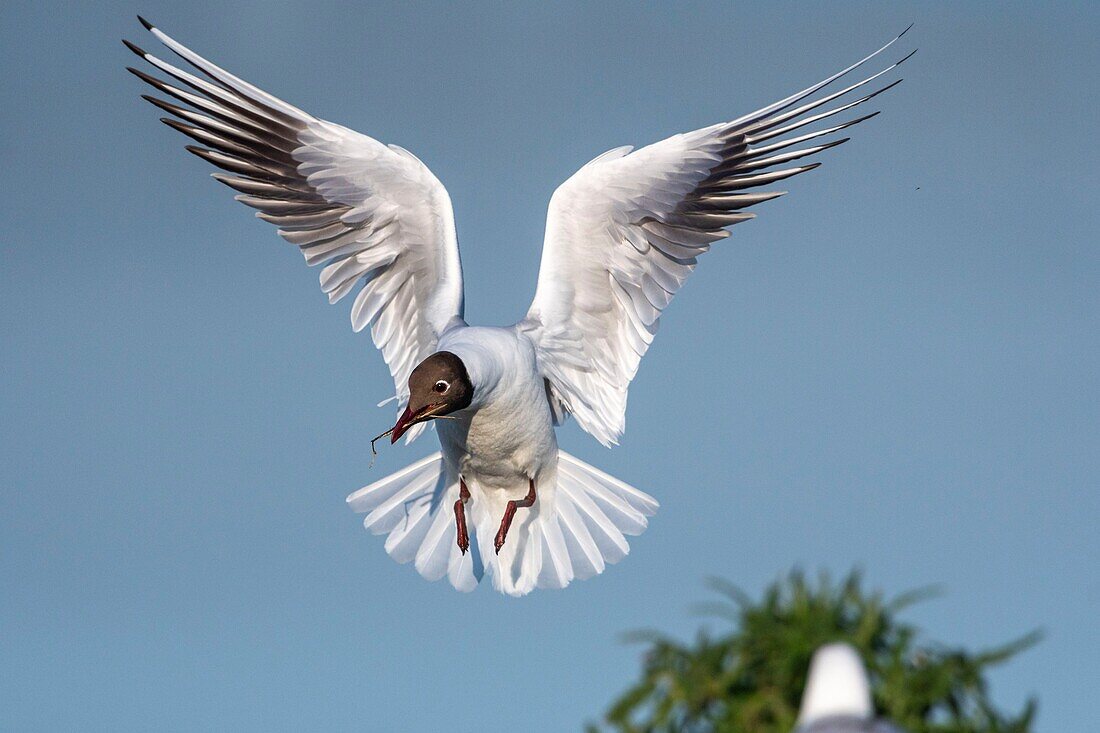 France, Somme, Bay of the Somme, Crotoy Marsh, Le Crotoy, every year a colony of black-headed gulls (Chroicocephalus ridibundus - Black-headed Gull) settles on the islets of the Crotoy marsh to nest and reproduce , the birds carry the branches for the construction of the nest\n