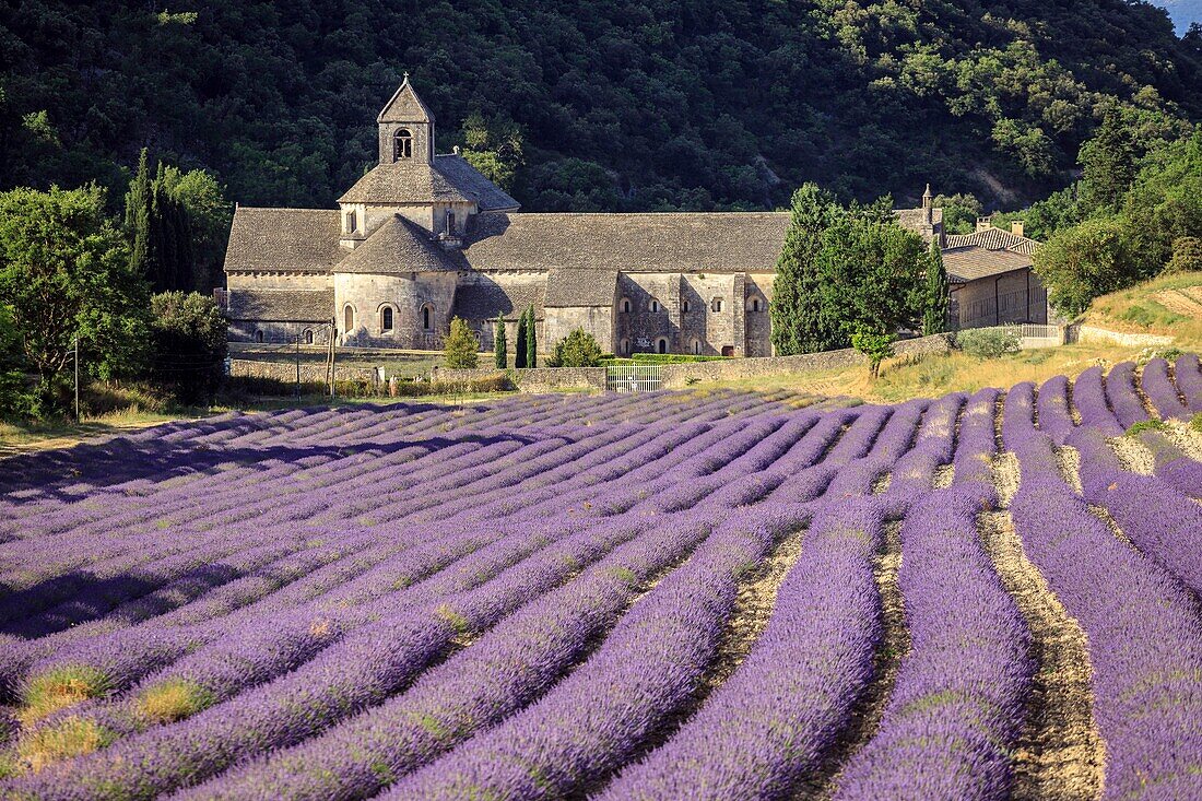 Frankreich, Vaucluse, Gemeinde von Gordes, Lavendelfeld vor der Abtei Notre Dame de Senanque aus dem XII.