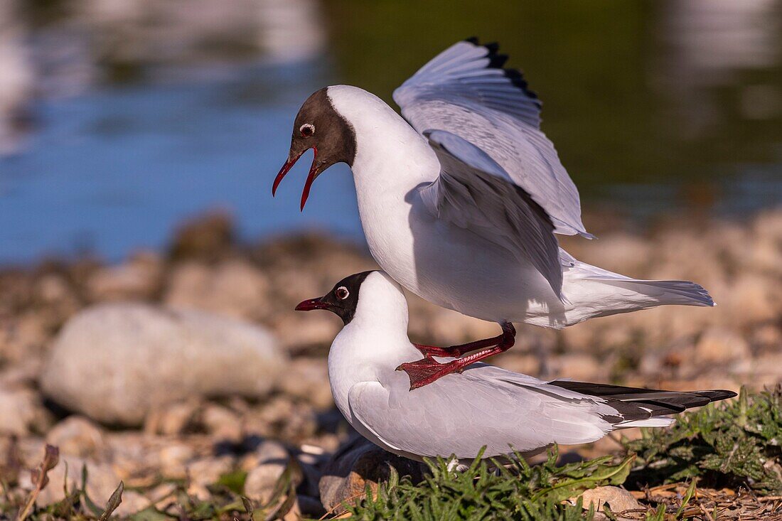 France, Somme, Baie de Somme, Le Crotoy, The marsh of Crotoy welcomes each year a colony of Black-headed Gull (Chroicocephalus ridibundus - Black-headed Gull) which come to nest and reproduce on islands in the middle of the ponds, the couplings are regular\n