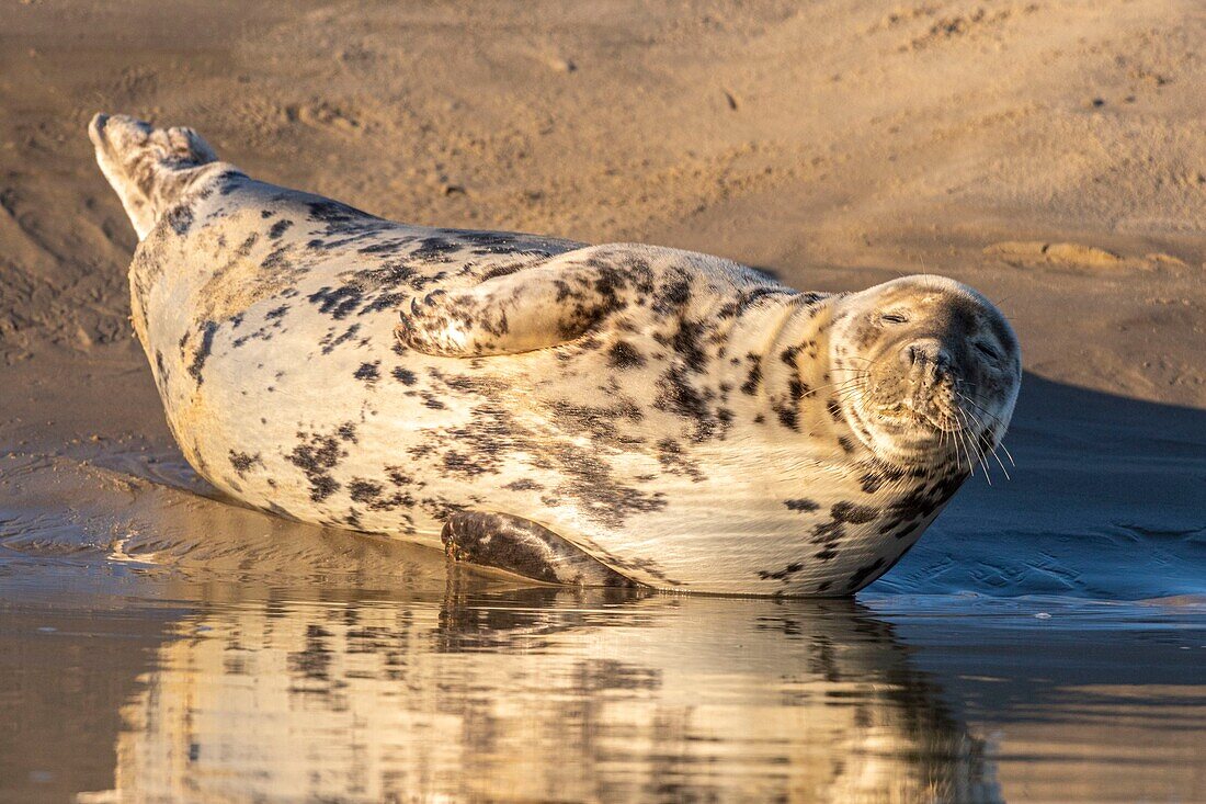 France, Pas de Calais, Opal Coast, Berck sur Mer, grey seal (Halichoerus grypus), seals are today one of the main tourist attractions of the Somme Bay and the Opal Coast\n