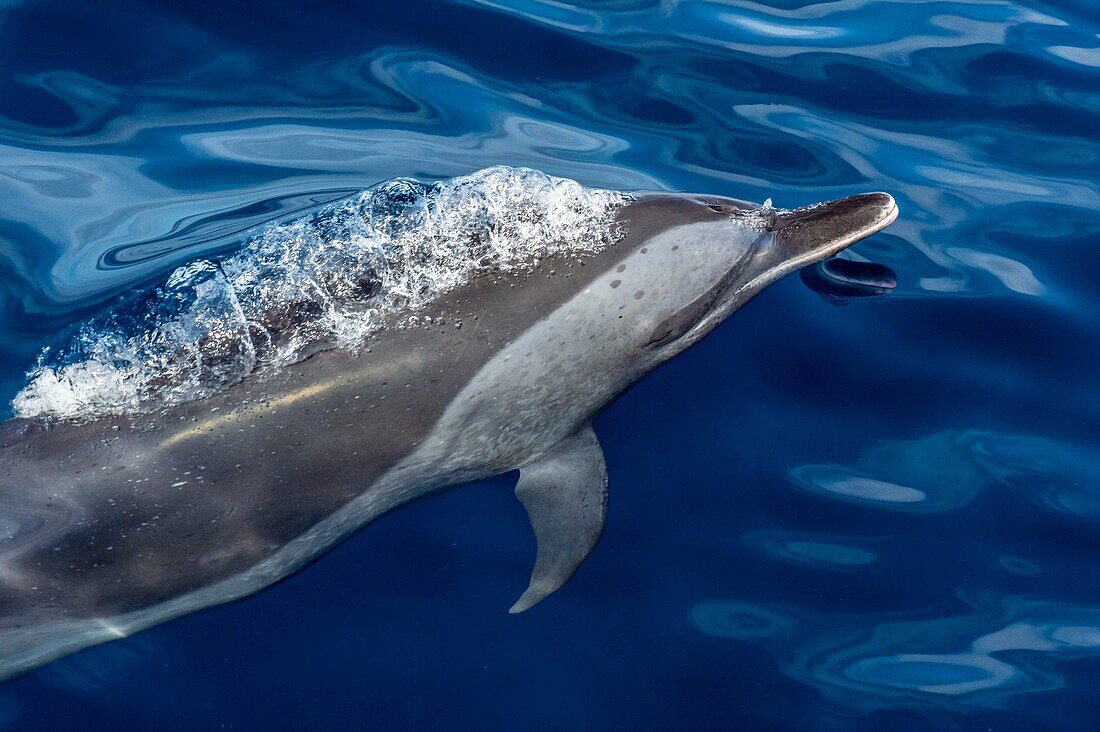 Frankreich, Karibik, Kleine Antillen, Guadeloupe, Basse-Terre, Bouillante, Malendure, Pantropischer Fleckendelfin (Stenella attenuata) im Meeresnaturschutzgebiet Cousteau, im Herzen des Nationalparks Guadeloupe