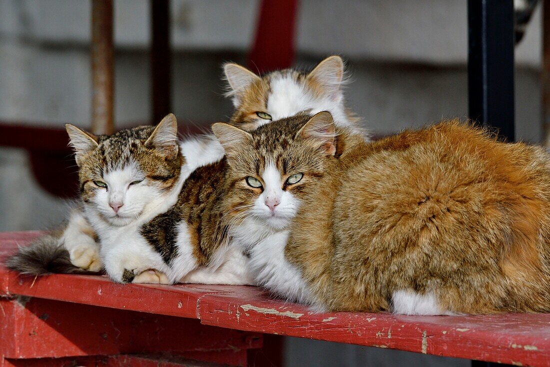 Frankreich, Bouches du Rhone, Camargue, Hauskatzen ruhen sich auf den Bänken einer Hausterrasse aus