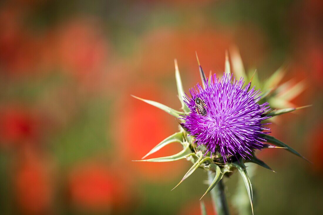 France, Bouches du Rhône, Aix-en-Provence, Grand Site Sainte-Victoire, Beaurecueil, a bee forages the flower of a thistle in a field of poppy\n