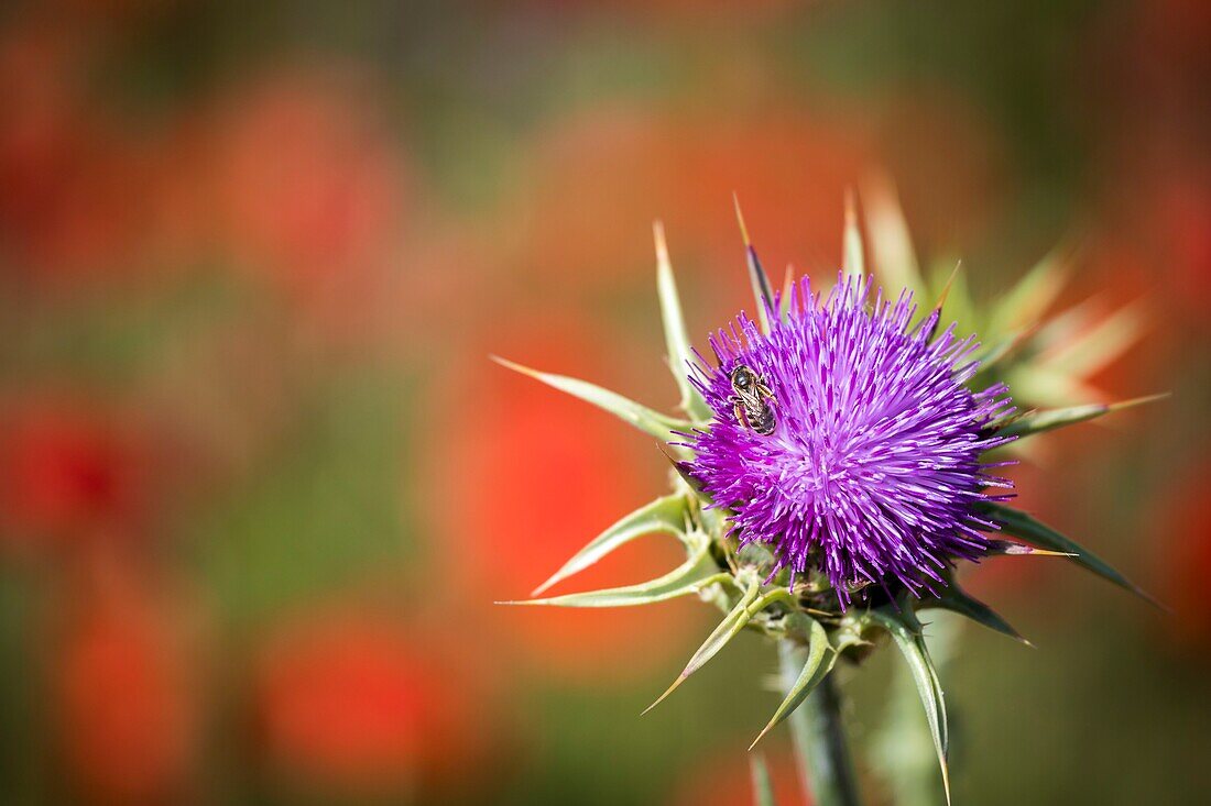 Frankreich, Bouches du Rhône, Aix-en-Provence, Grand Site Sainte-Victoire, Beaurecueil, eine Biene frisst die Blüte einer Distel in einem Mohnfeld