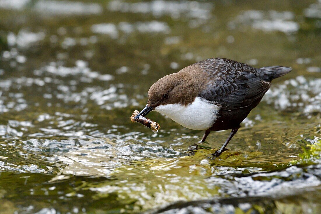 Frankreich, Doubs, Creuse-Tal, Vogel, Tauchen Cincle (Cinclus cinclus), Wildwasserjagd