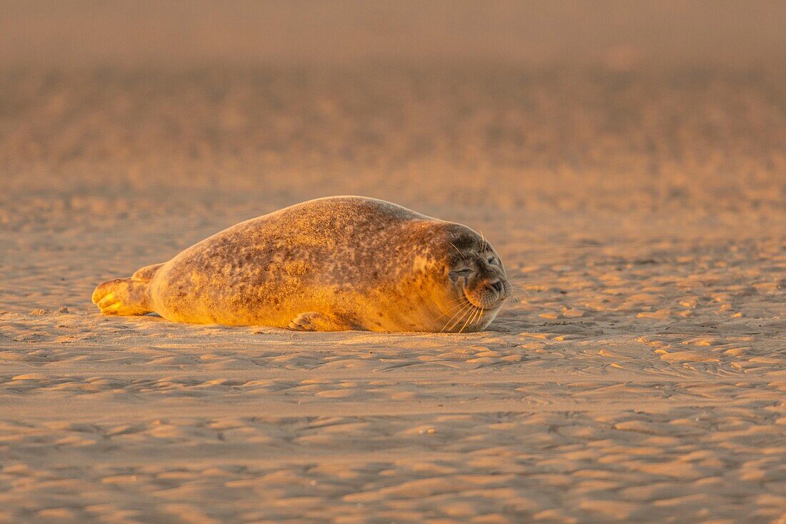 Frankreich, Pas de Calais, Authie Bay, Berck sur Mer, Seehund (Phoca vitulina), bei Ebbe ruhen sich die Seehunde auf den Sandbänken aus, von wo sie von der steigenden Flut vertrieben werden