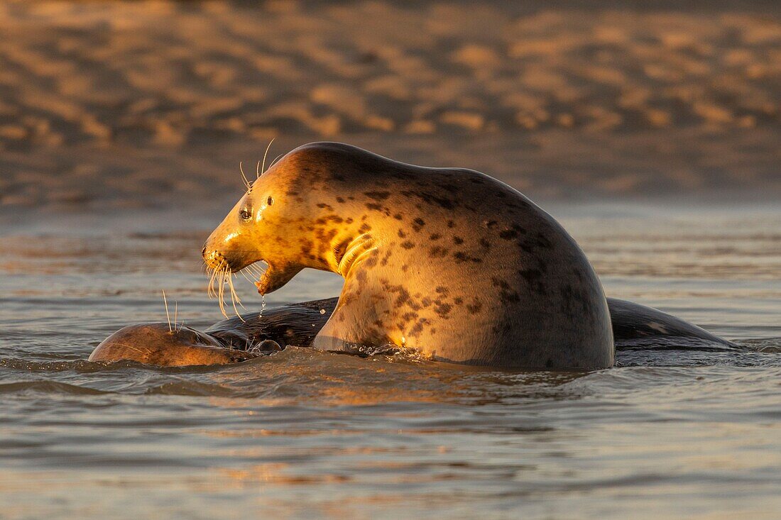 "Frankreich, Pas de Calais, Authie-Bucht, Berck sur Mer, Kegelrobbenspiele (Halichoerus grypus), zu Beginn des Herbstes ist es üblich, die Kegelrobben zu beobachten, wie sie miteinander spielen und einen Kampf simulieren; dies ist auch ein Zeichen dafür, dass die Paarungszeit naht"