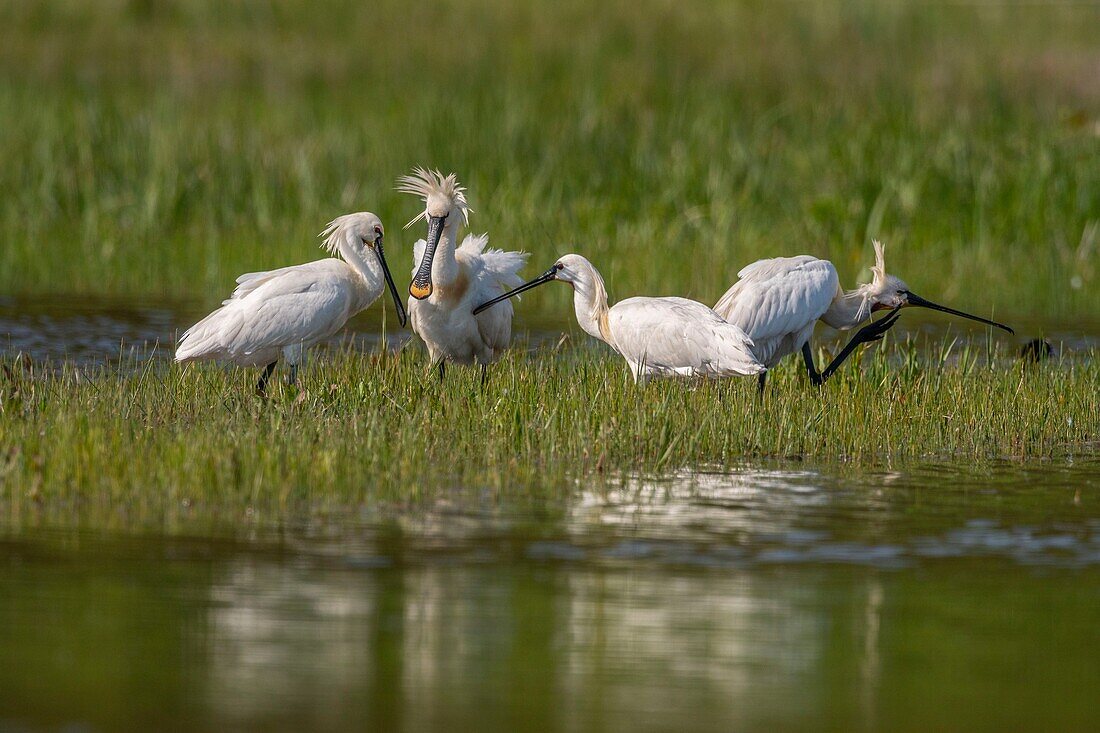 France, Somme, Somme Bay, Natural Reserve of the Somme Bay, Marquenterre Ornithological Park, Saint Quentin en Tourmont, Spoonbill (Platalea leucorodia Eurasian Spoonbill), grooming session to maintain the social links among the spatulas of the nearby heronry\n