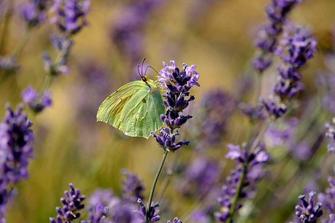 Frankreich, Alpes de Haute Provence, Sisteron, Schmetterling, Gonepteryx cleopatra, männliche Futtersuche lavandin