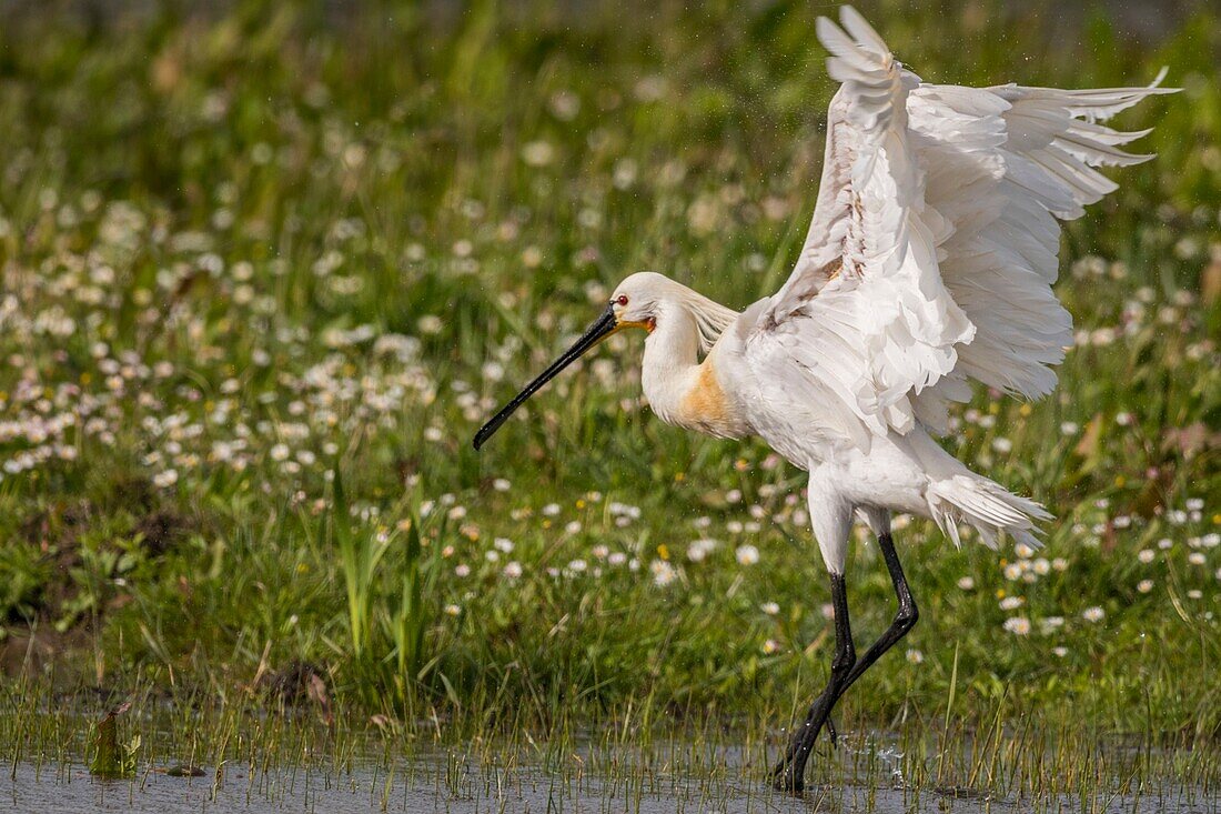 France, Somme, Somme Bay, Natural Reserve of the Somme Bay, Marquenterre Ornithological Park, Saint Quentin en Tourmont, White Spoonbill (Platalea leucorodia Eurasian Spoonbill) bath and toilet\n