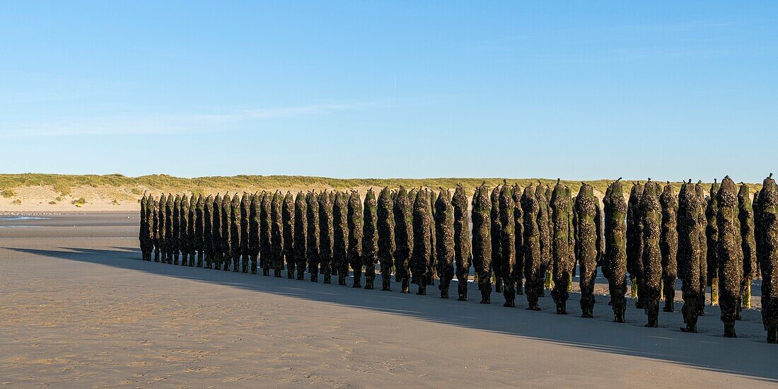 Frankreich, Somme, Marquenterre, Quend-Plage, Muschelzucht, etwa 50 000 Muscheln werden von Muschelzüchtern ausgebeutet, sie werden bei Ebbe entdeckt