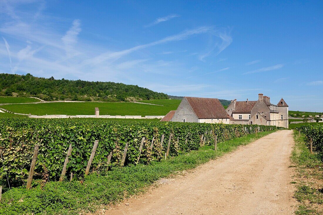 France, Cote d'Or, Vougeot, Burgundy climates listed as World Heritage by UNESCO, Cote de Nuits, Clos Vougeot castle and the vineyards\n