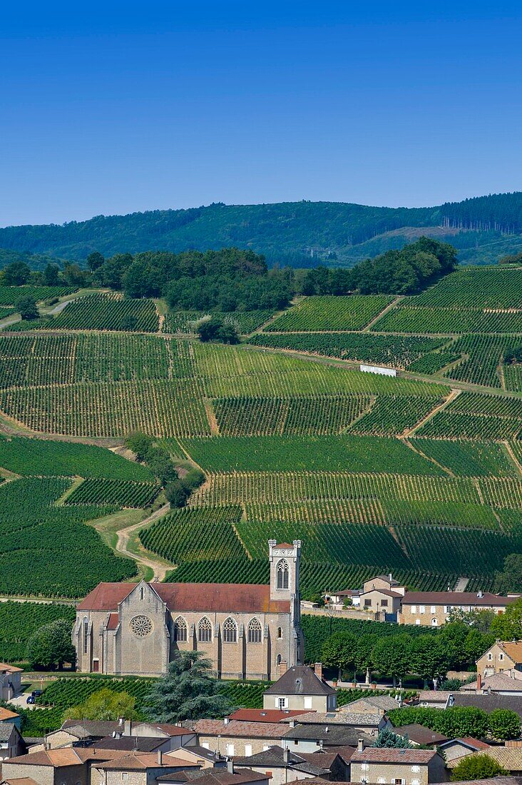 France, Saone et Loire, Fuisse, village at the foot of vineyards on hillsides\n